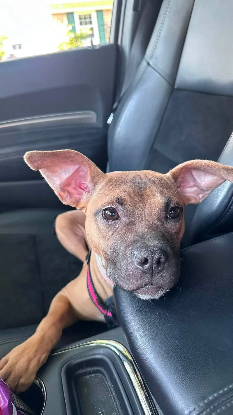 Yzma