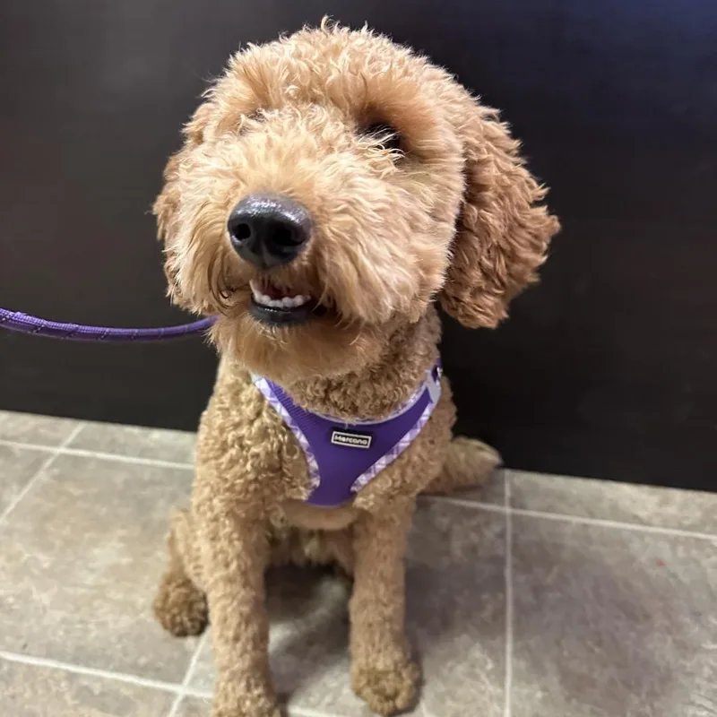 A young small-sized female Golden Miniature Poodle dog named Avery for adoption in Yucaipa, CA