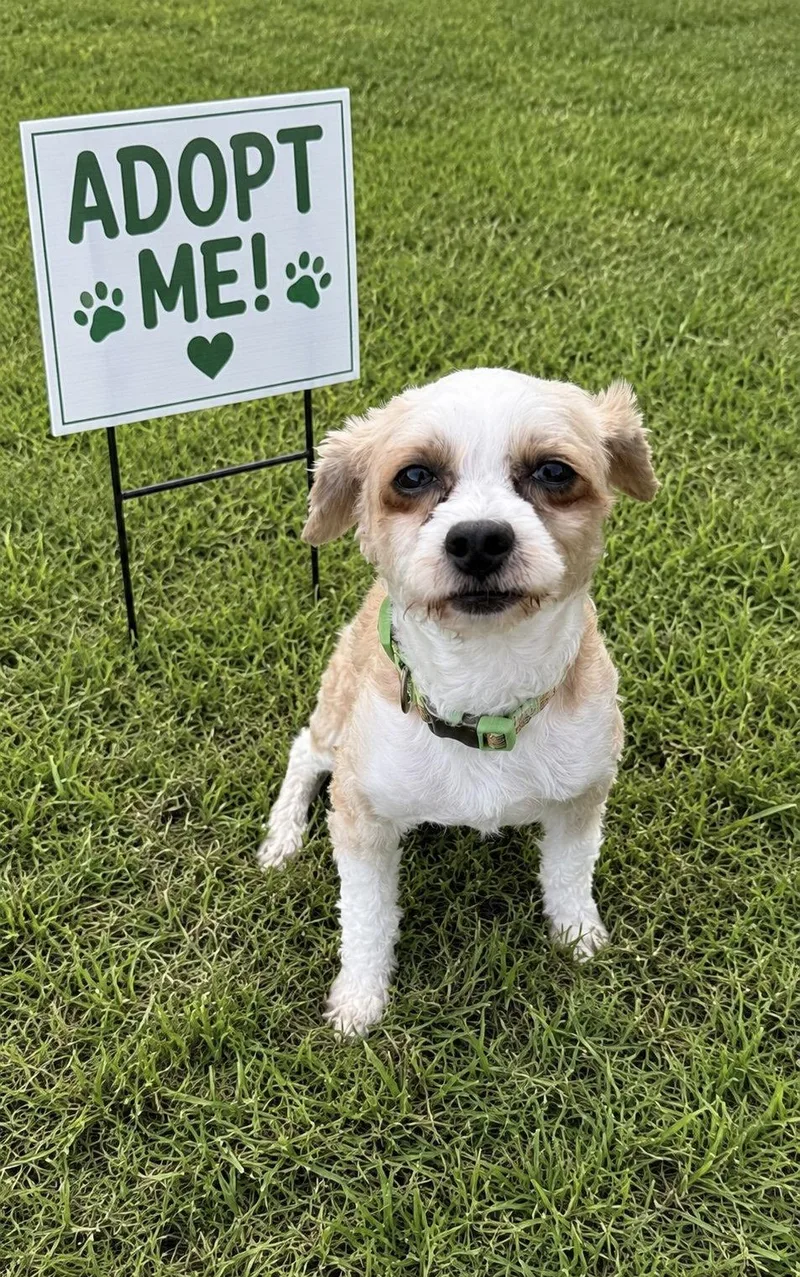 An adult small-sized male Shih Tzu dog named Pippin for adoption in Euless, TX
