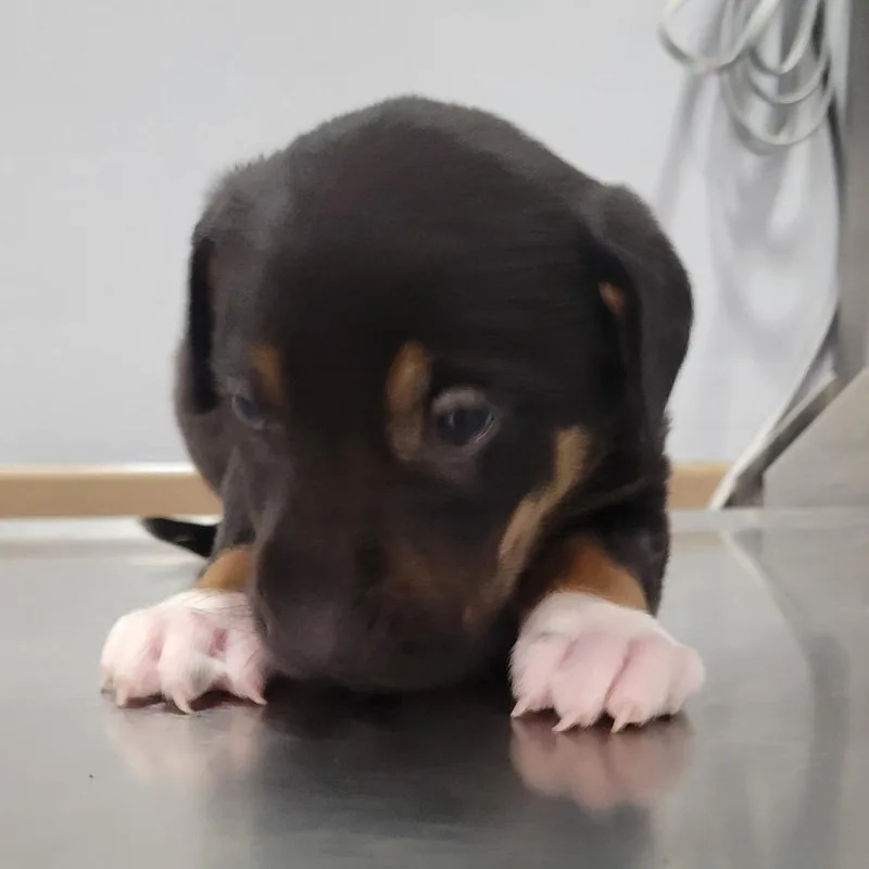 A baby small-sized male Black Rottweiler dog named Timber for adoption in Cabot, AR