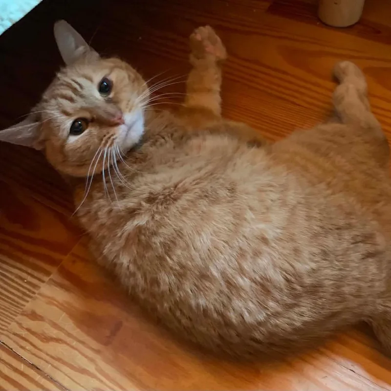A senior medium-sized male Orange / Red Domestic Short Hair cat named Camper for adoption in Williston, FL
