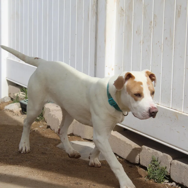 A young medium-sized female White / Cream Pit Bull Terrier dog named Blondie for adoption in Yucca Valley, CA
