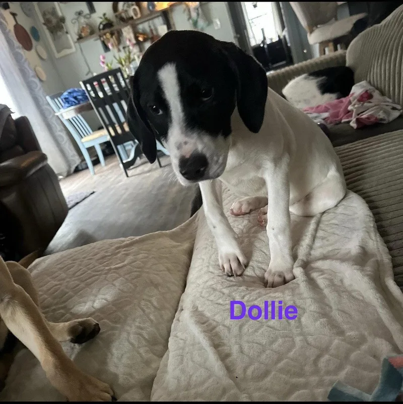 Dollie thumbnail 2