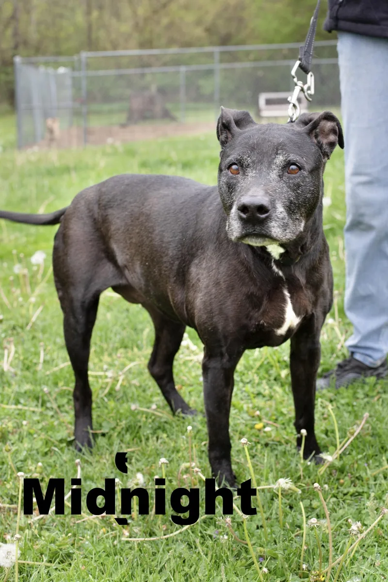 A senior medium-sized female Black Mixed Breed dog named Midnight for adoption in Macomb, IL