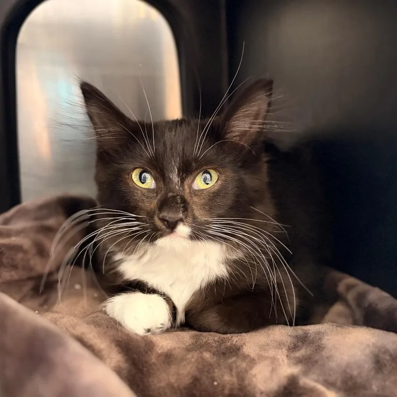 A baby small-sized male Black Domestic Long Hair cat named Oreo for adoption in Spokane, WA