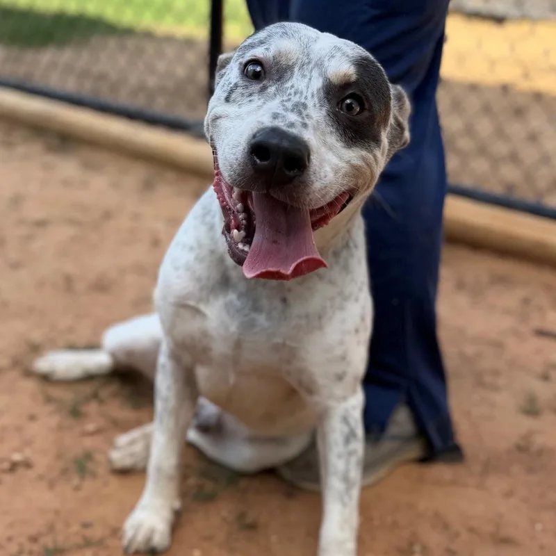 An adult medium-sized male Black Mixed Breed dog named Spots for adoption in Summerdale, AL