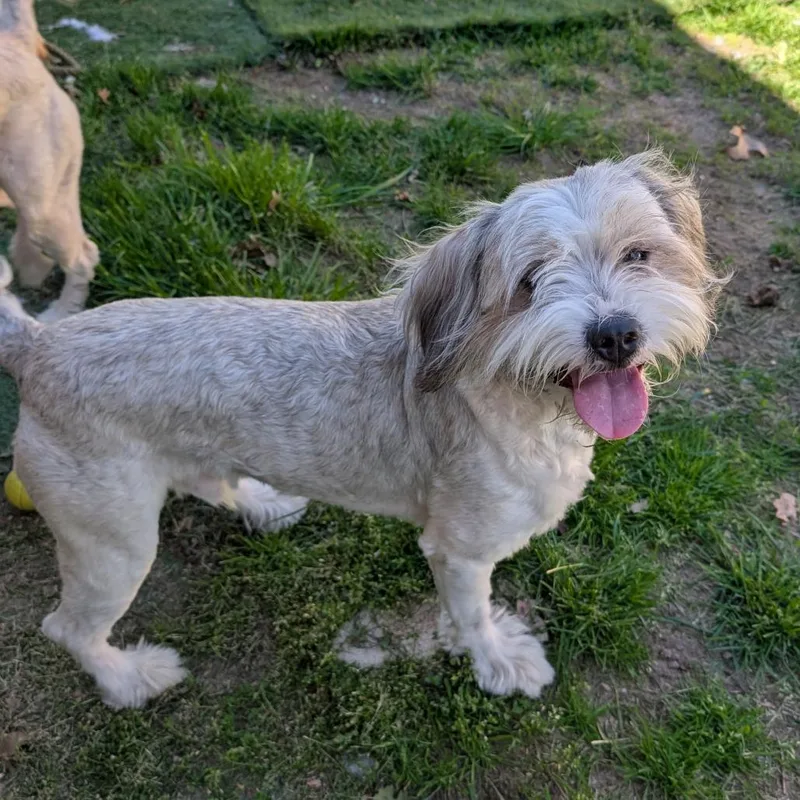 An adult medium-sized male Australian Terrier dog named Simba for adoption in Sturgis, MI