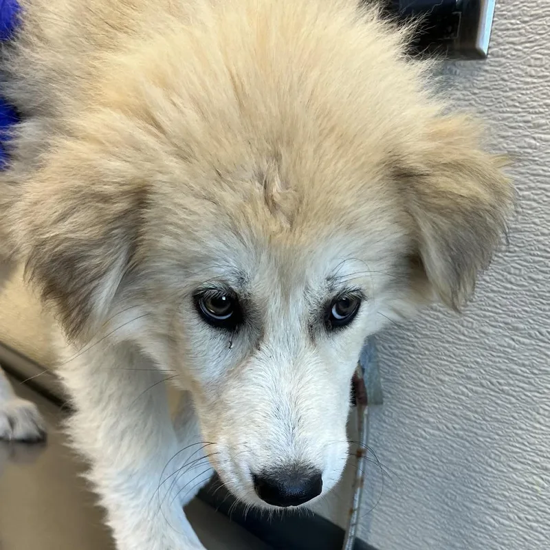A baby small-sized female White / Cream Mixed Breed dog named 112135 for adoption in Las Cruces, NM