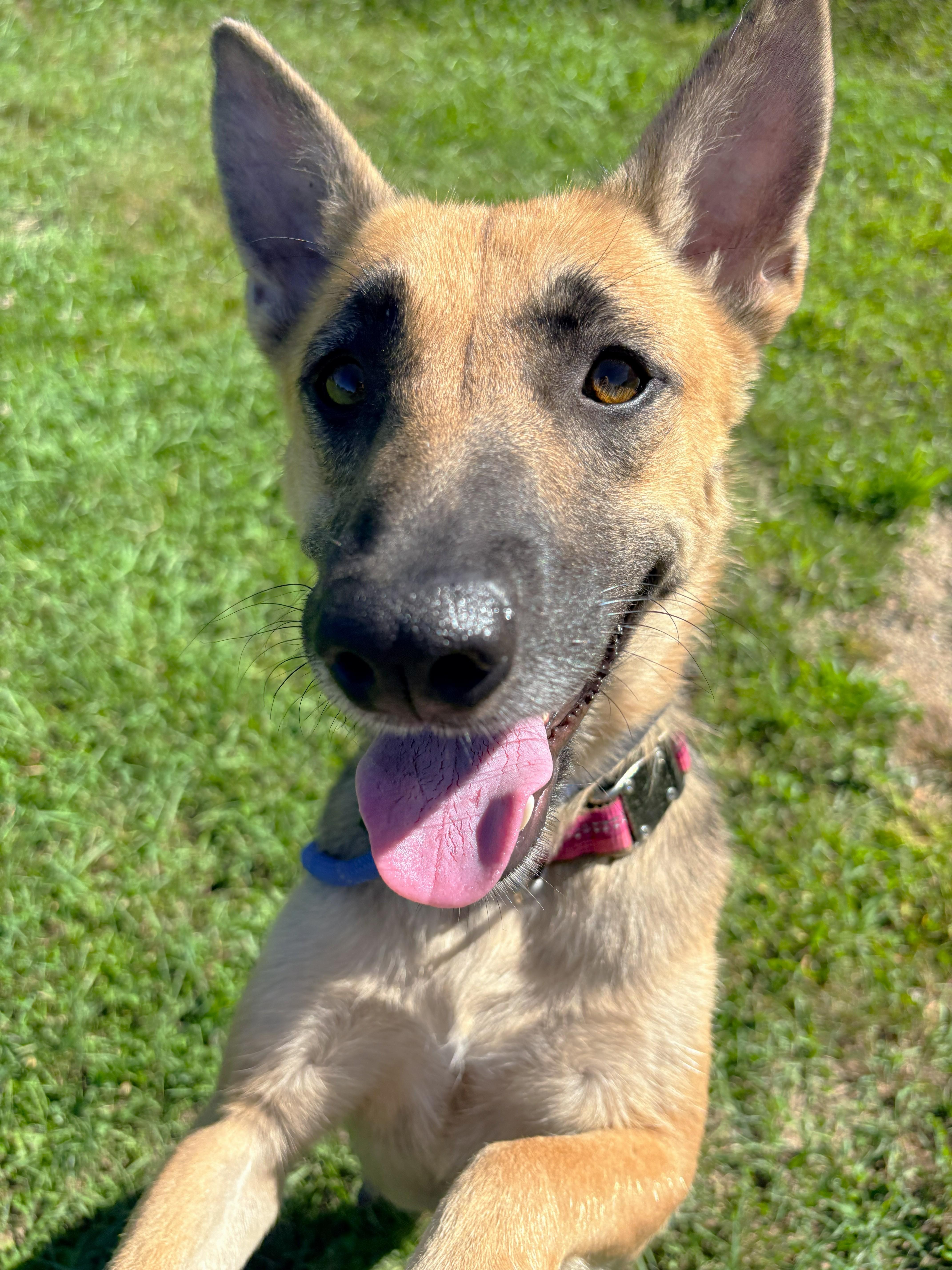 An adult medium-sized female Black German Shepherd Dog dog named Nymeria for adoption in Allegan, MI