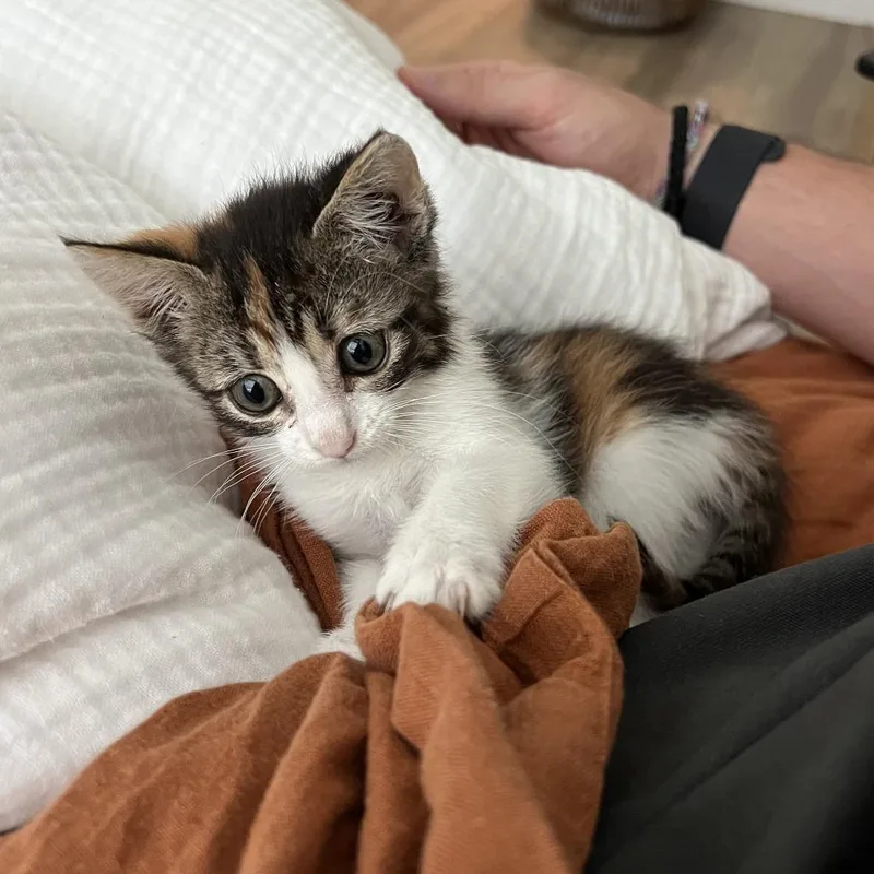 A baby small-sized female White Domestic Short Hair cat named John Cena for adoption in Austin, TX