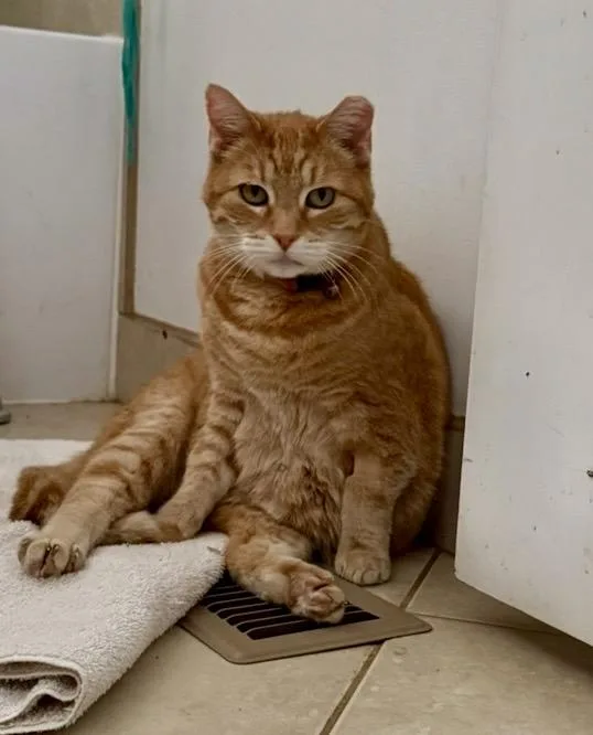 A senior medium-sized female White Domestic Short Hair cat named Mama for adoption in Midvale, UT
