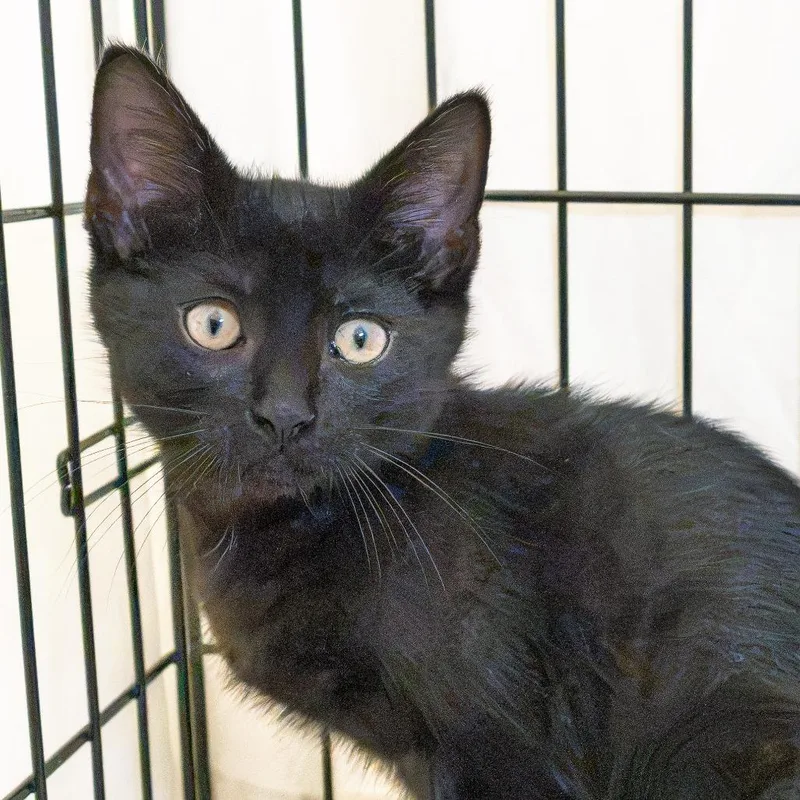 A baby small-sized female Black Domestic Short Hair cat named Silk for adoption in South Elgin, IL