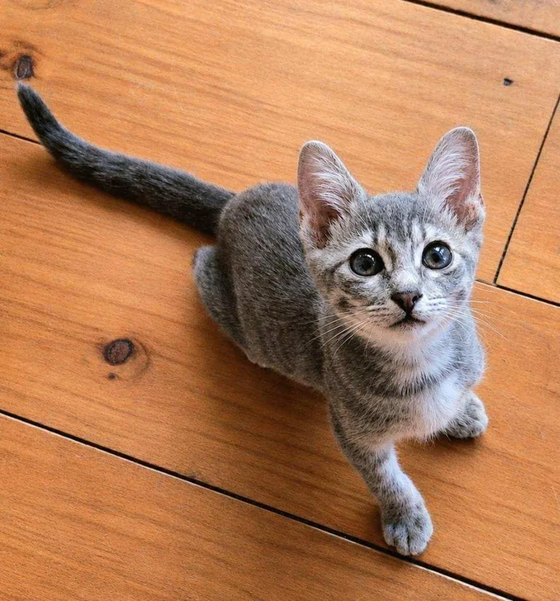A baby small-sized female Domestic Short Hair cat named Pearl for adoption in Lunenburg, MA