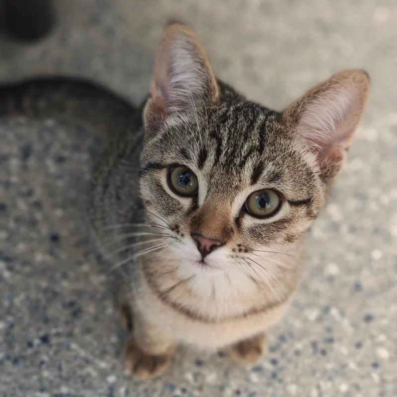 A baby small-sized female Brown / Chocolate Domestic Short Hair cat named Burger for adoption in Hendersonville, NC