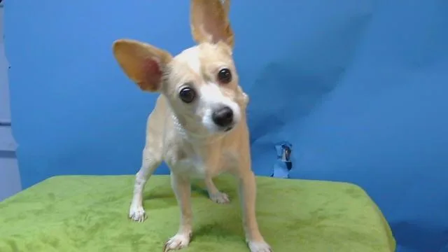 A young small-sized male Chihuahua dog named Jax for adoption in Gardena, CA