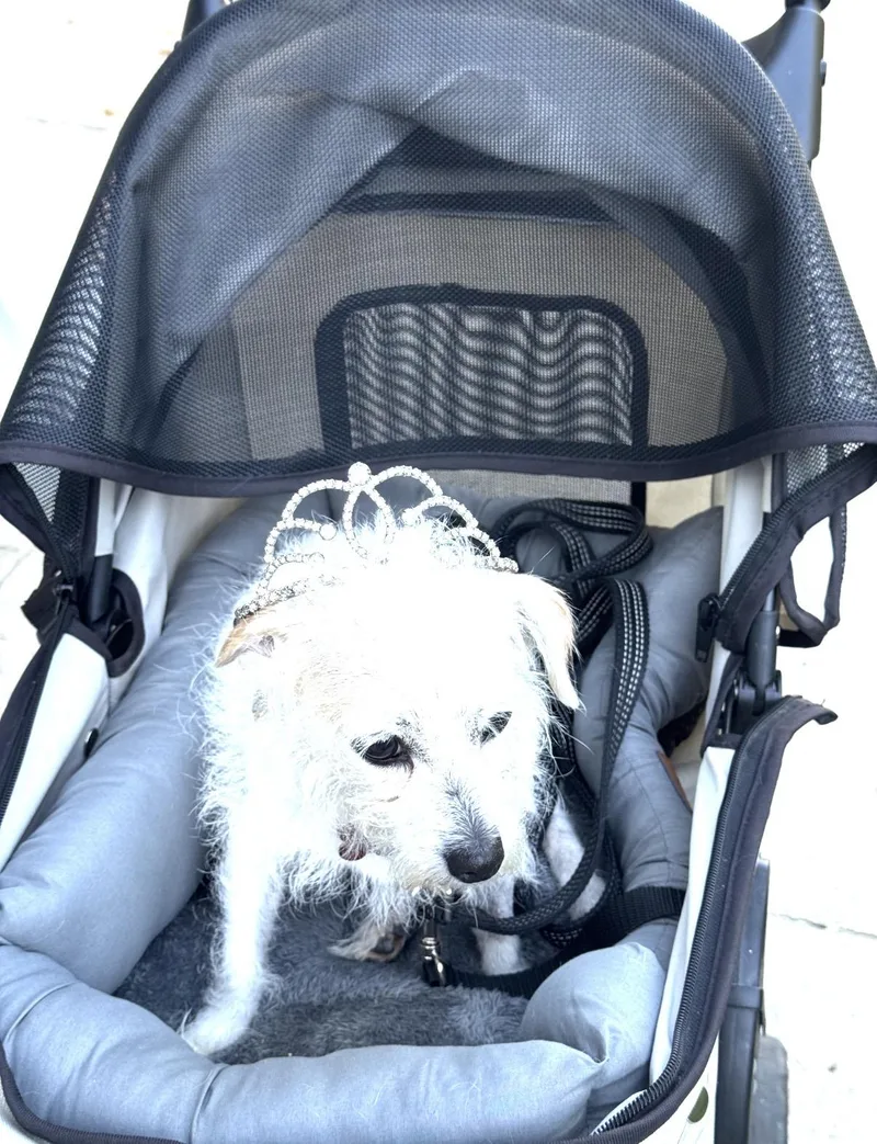Deedee