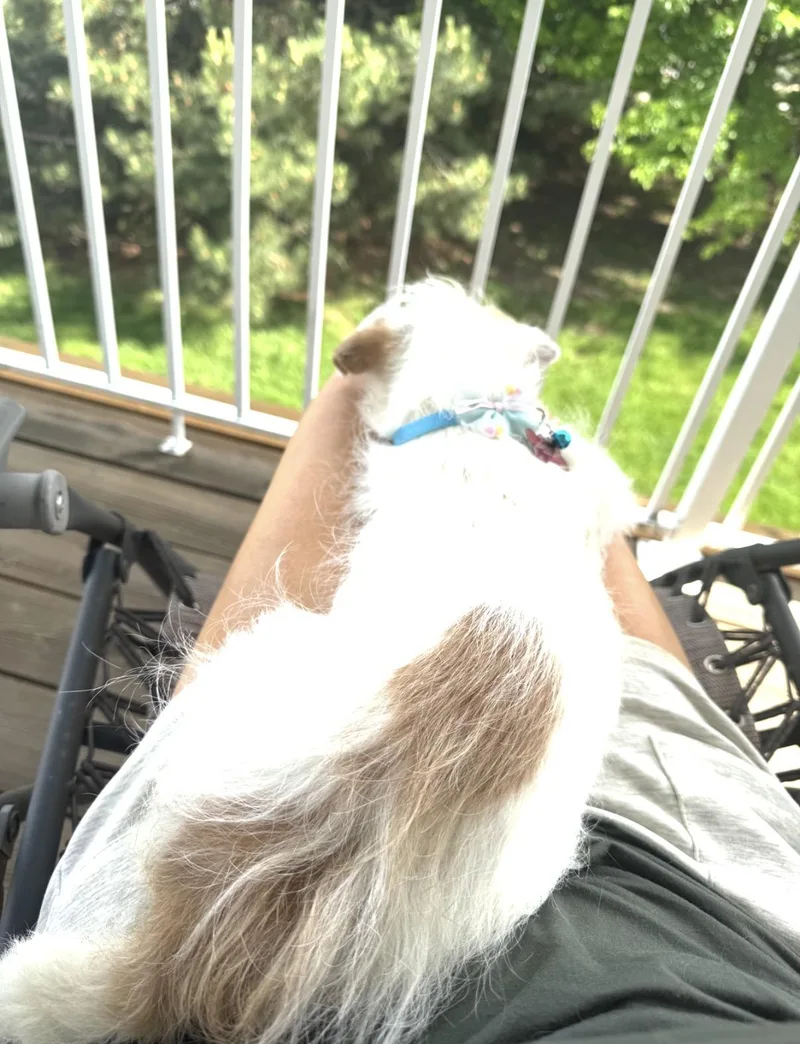 Deedee thumbnail 2