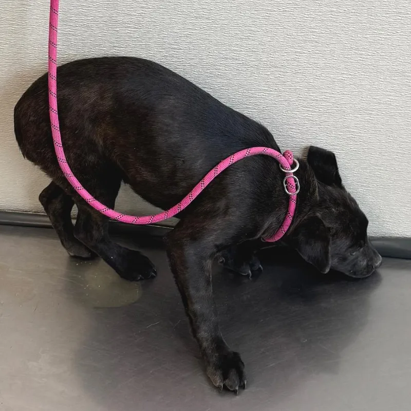 A baby medium-sized female Black Mixed Breed dog named 107249 for adoption in Las Cruces, NM