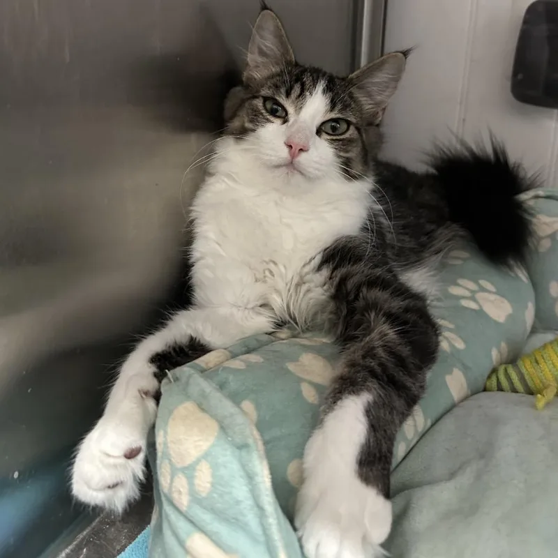 A young small-sized male Brown / Chocolate Domestic Medium Hair cat named North for adoption in Mount Laurel, NJ