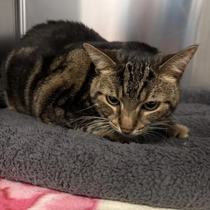 A senior small-sized female Brown / Chocolate Domestic Short Hair cat named Daisy for adoption in Hinsdale, IL
