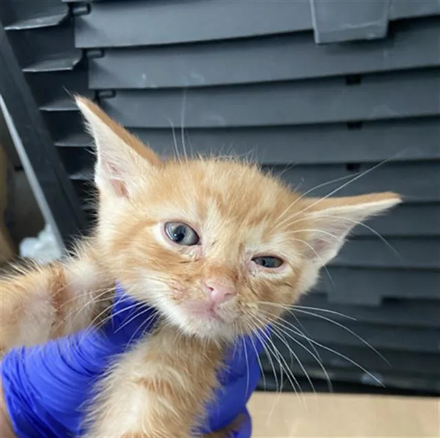 A baby medium-sized male Domestic Short Hair cat named Pooh for adoption in Dallas, TX
