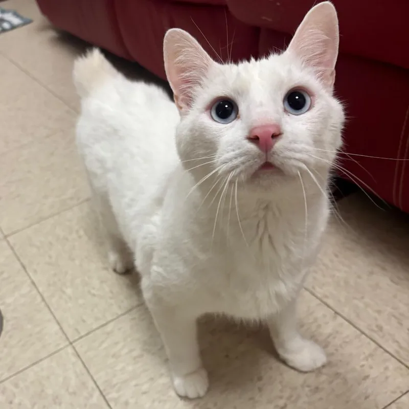 A senior large-sized male White American Bobtail cat named TikTok for adoption in Waynesboro, PA