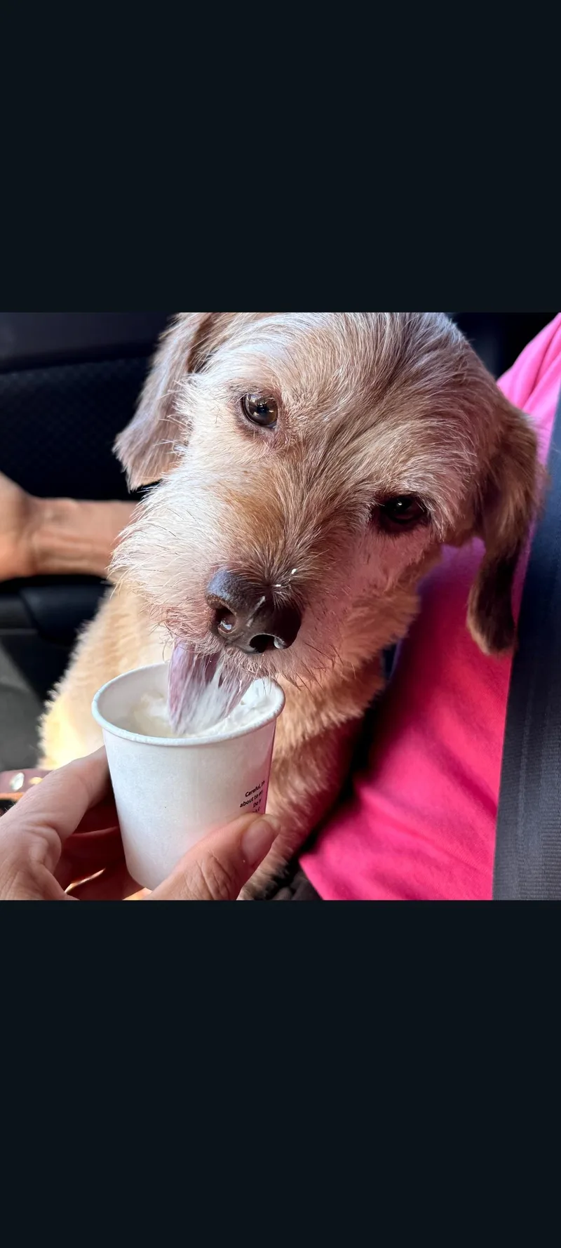 An adult small-sized male Golden Terrier dog named Toby for adoption in Lewis Center, OH