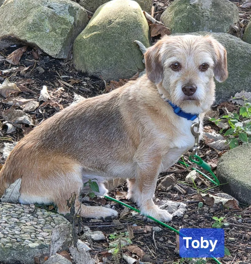 Toby thumbnail 3