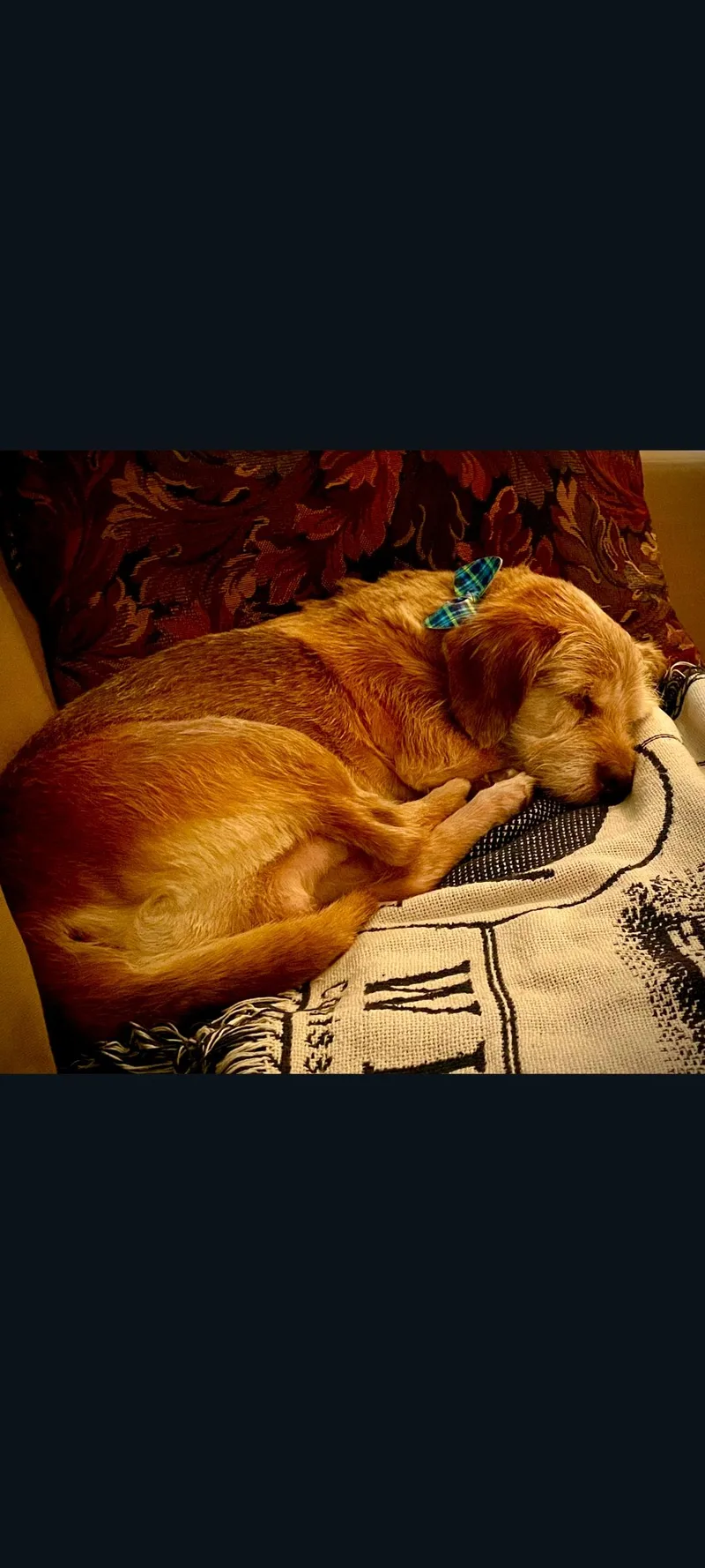 Toby thumbnail 5