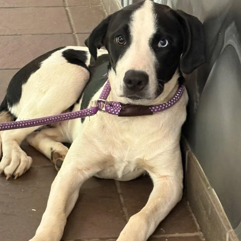 An adult medium-sized female White / Cream Mixed Breed dog named Reina for adoption in Columbus, GA