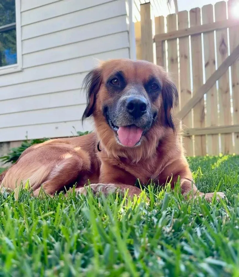 An adult large-sized female Brown / Chocolate Mixed Breed dog named Alani for adoption in Lansing, MI