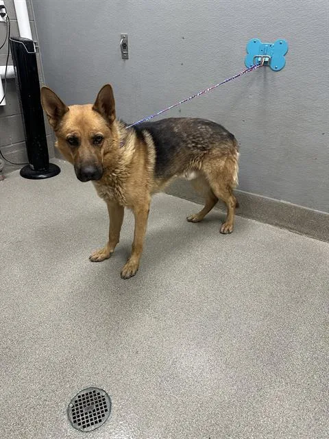 An adult large-sized male German Shepherd Dog dog named Doc Martin for adoption in Las Vegas, NV