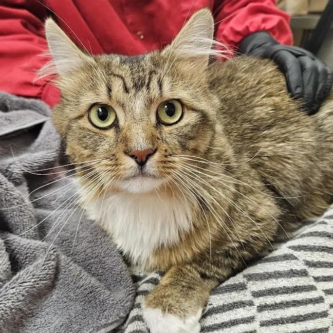 A young small-sized male Brown / Chocolate Domestic Long Hair cat named Wasabi for adoption in Springfield, MA