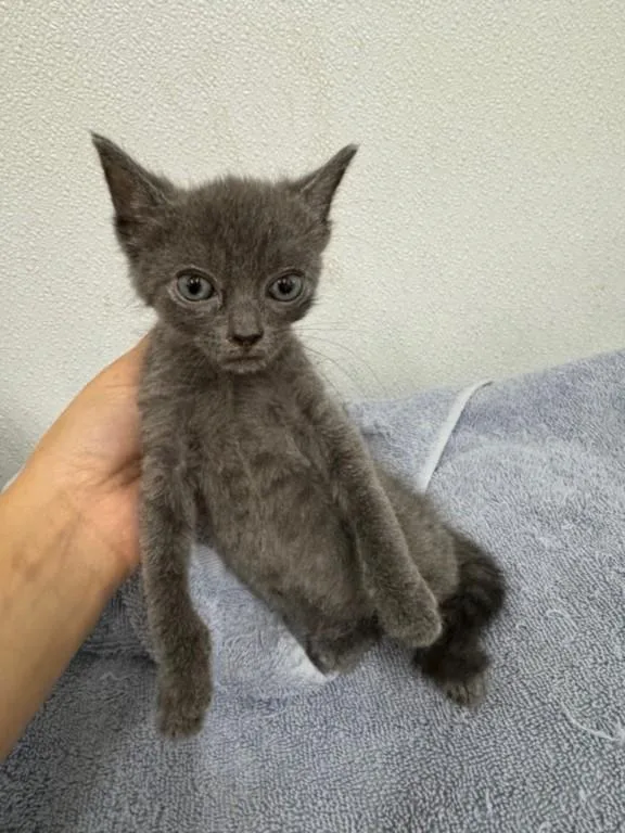 A baby small-sized female Domestic Short Hair cat named Chloe for adoption in Hayward, CA
