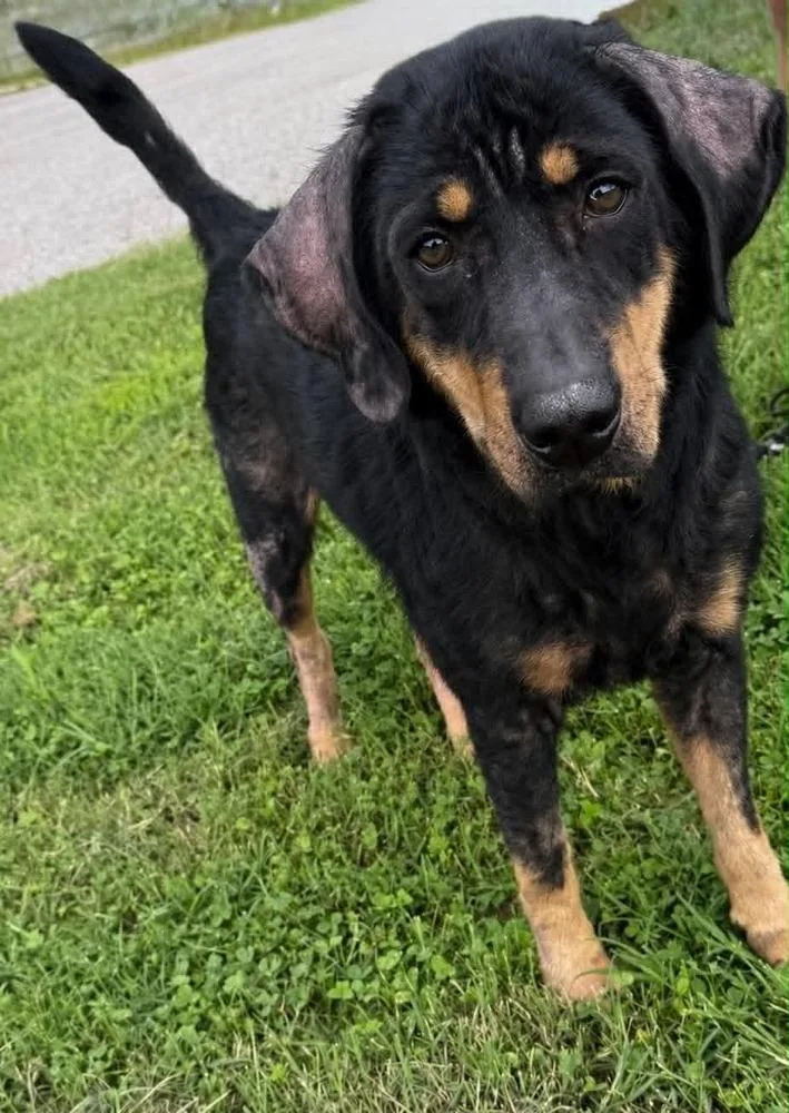 An adult medium-sized male Brown / Chocolate Hound dog named Wally for adoption in Evansville, IN
