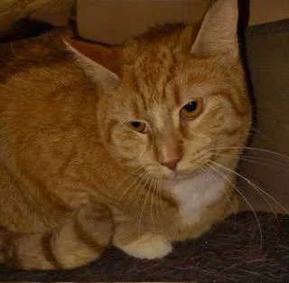 An adult large-sized male Orange & White Domestic Short Hair cat named Mango for adoption in Bayonne, NJ