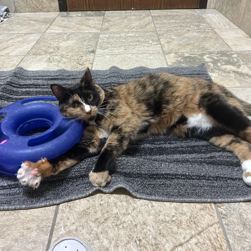 An adult medium-sized female Tortoiseshell Domestic Short Hair cat named Whimsy for adoption in Jefferson, WI