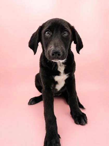 A baby medium-sized female Labrador Retriever dog named Jenny for adoption in Bowling Green, KY