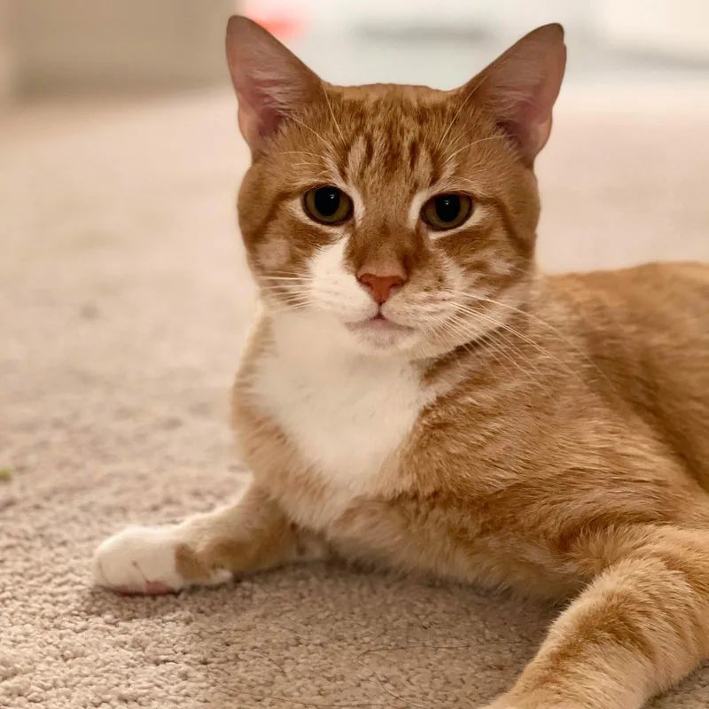 An adult medium-sized male Orange & White Domestic Short Hair cat named Sid for adoption in Brooklyn, NY
