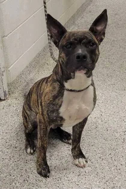 A young large-sized male Brown / Chocolate Pit Bull Terrier dog named Camo for adoption in Kansas City, MO