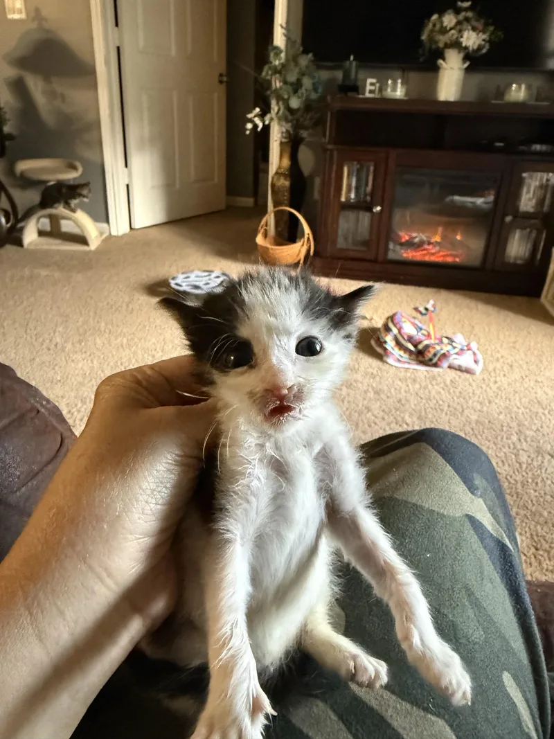 A baby small-sized male American Shorthair cat named Rocky for adoption in Randolph, AL