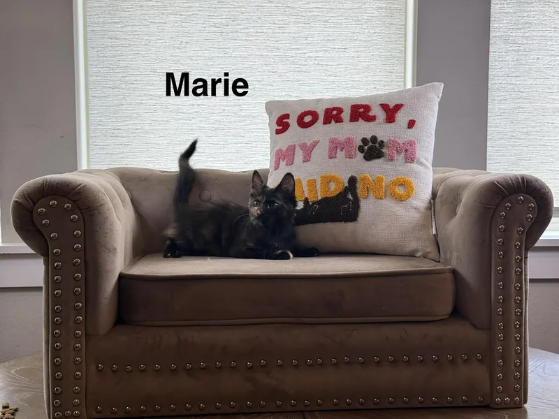 A baby medium-sized female Tortoiseshell Domestic Short Hair cat named Marie for adoption in Houston, TX