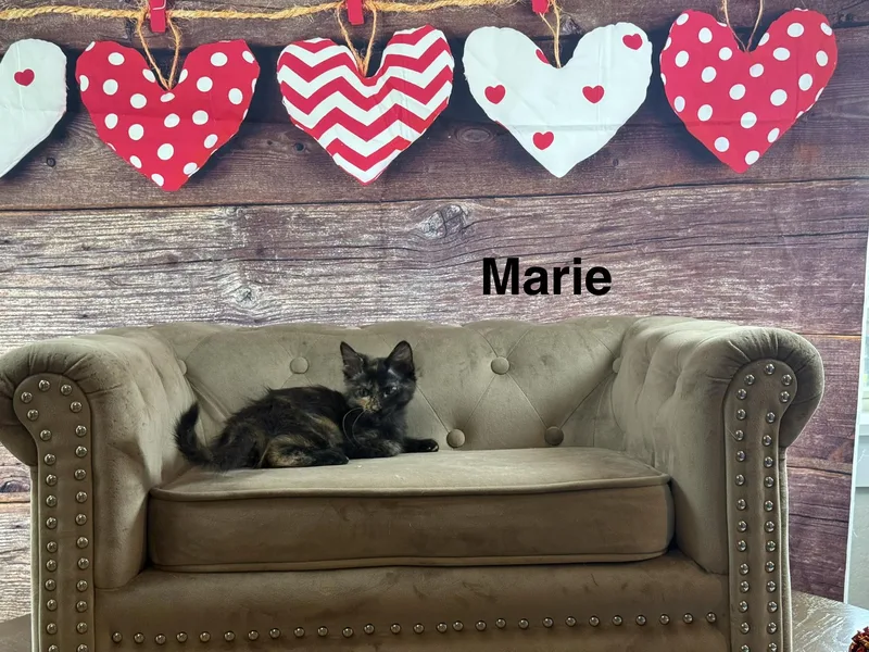 Marie thumbnail 2