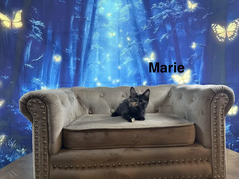 Marie thumbnail 3