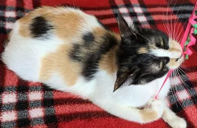 A young medium-sized female Calico American Bobtail cat named Callie for adoption in Liverpool, TX