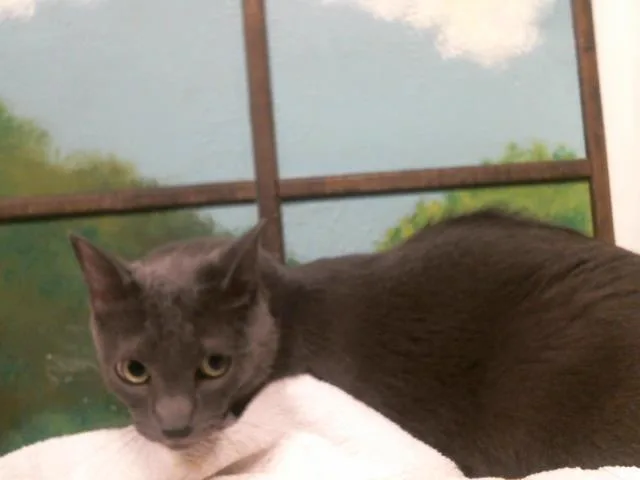 An adult large-sized male Russian Blue cat named Groot for adoption in Houston, TX