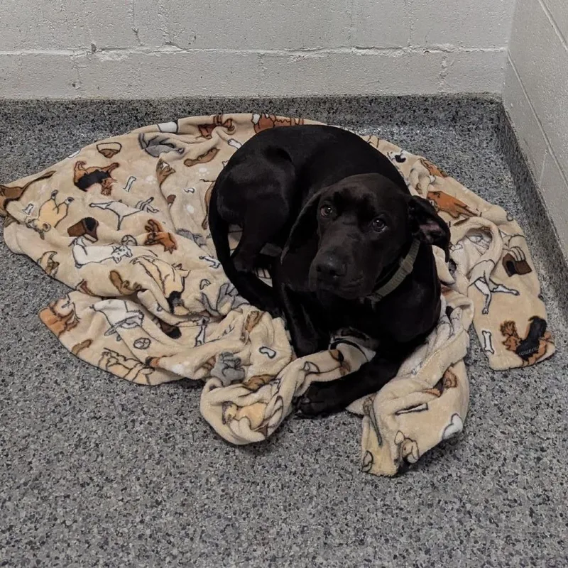 A young medium-sized male Black Mixed Breed dog named River for adoption in Jeffersonville, IN