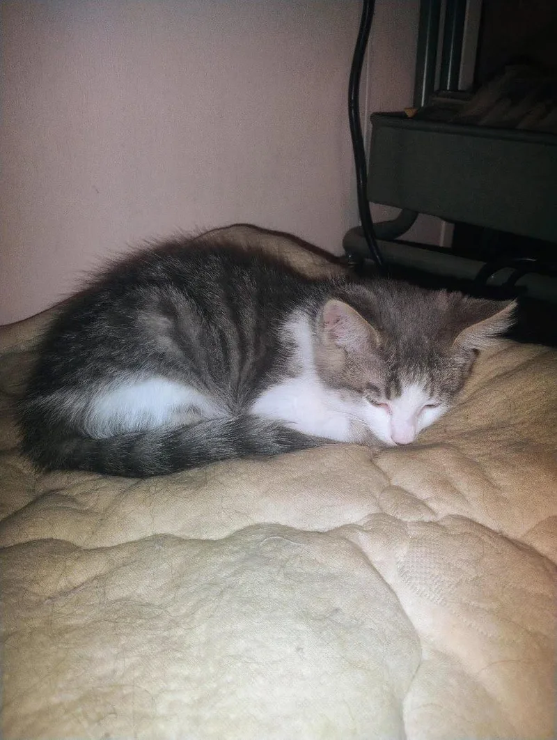 A baby small-sized male Gray / Blue / Silver Domestic Medium Hair cat named Gizmo Thursday for adoption in Chandler, AZ