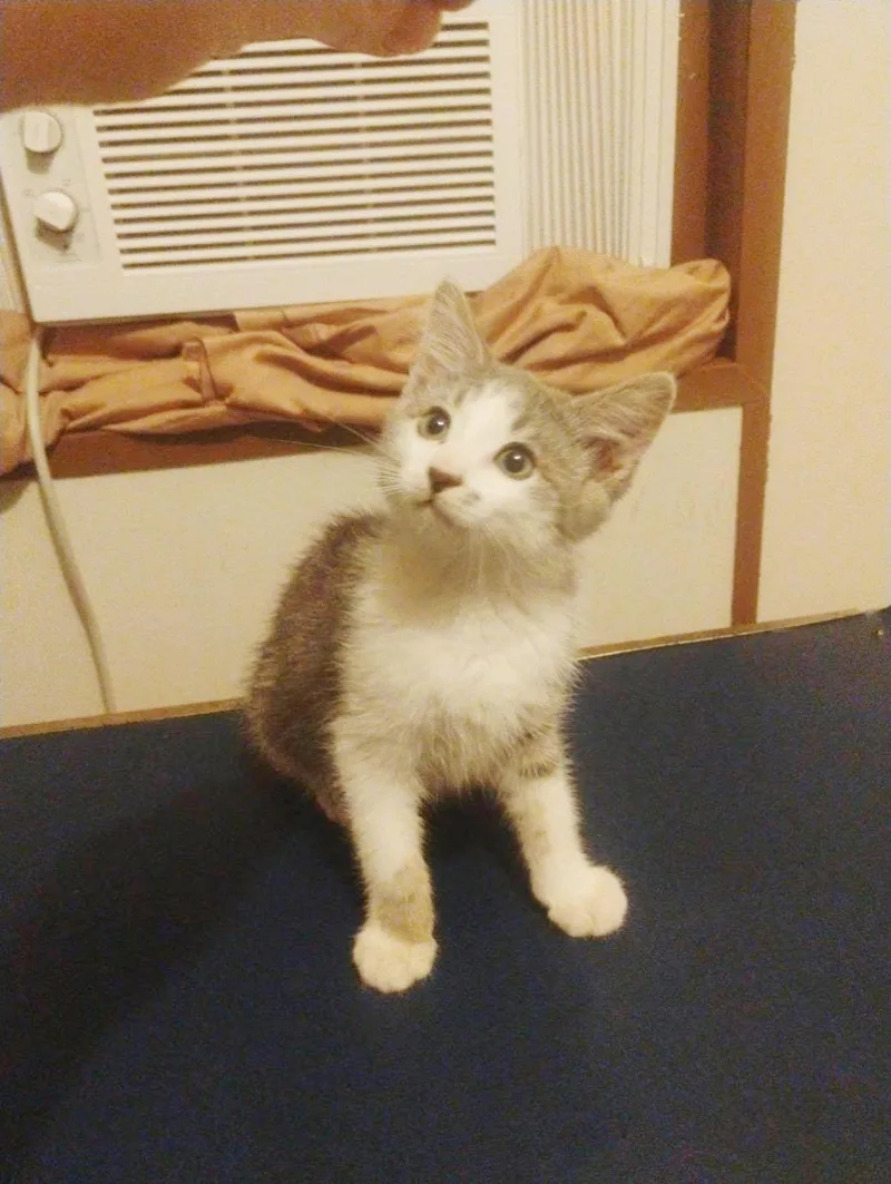 Gizmo Thursday thumbnail 3
