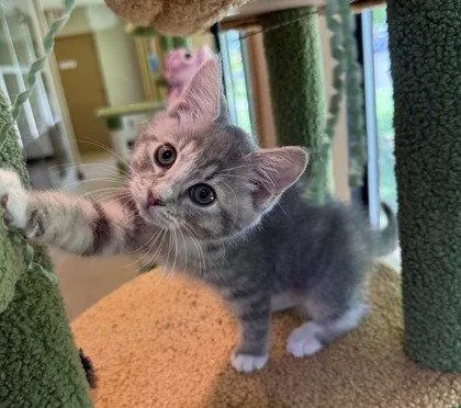 A young small-sized female Gray & White Domestic Short Hair cat named Ricotta for adoption in Midland, VA